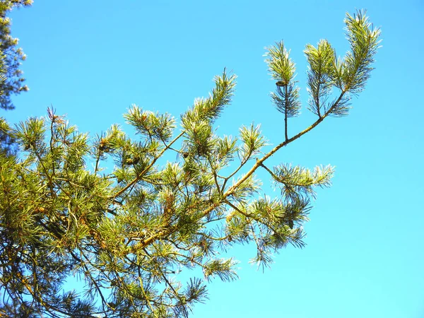 Tak Van Een Pluizige Pijnboom Tegen Een Blauwe Lucht Stockfoto