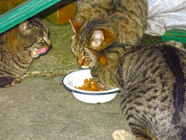 three striped cats eat from the same bowl