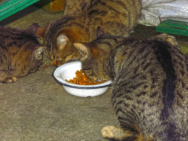 Three Striped Cats Eat Same Bowl — Stockfoto