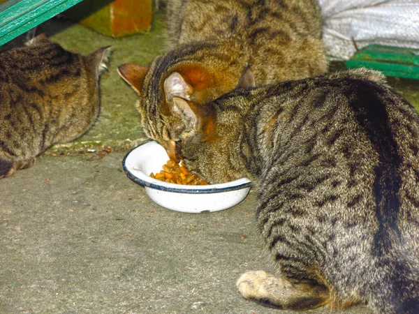 Three Striped Cats Eat Same Bowl — Stockfoto