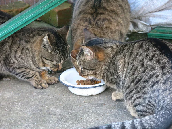 Три Полосатые Кошки Едят Одной Миски — стоковое фото