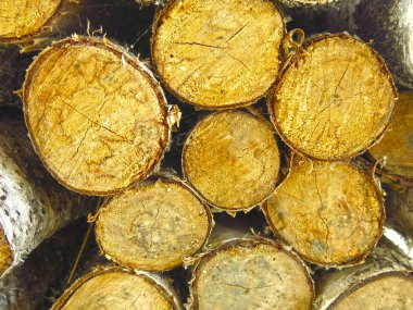 huş ağacının kütükleri yığın halinde yakın çekim bölümleri