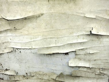 Eski ahşap bir kapının üzerindeki beyaz boyayı soyuyordu.