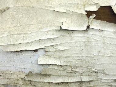 Eski ahşap bir kapının üzerindeki beyaz boyayı soyuyordu.