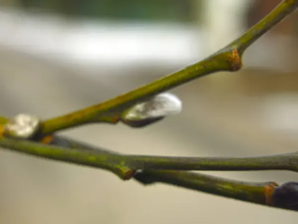 Willow Branches Buds Early Spring Large — Stock Photo, Image