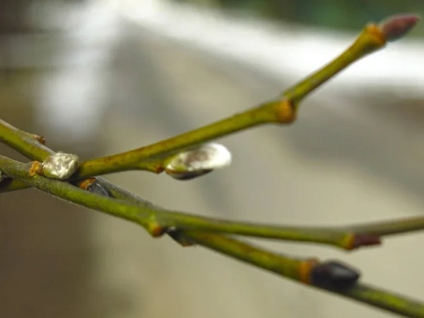 Ramos Salgueiro Com Botões Início Primavera Grande — Fotografia de Stock