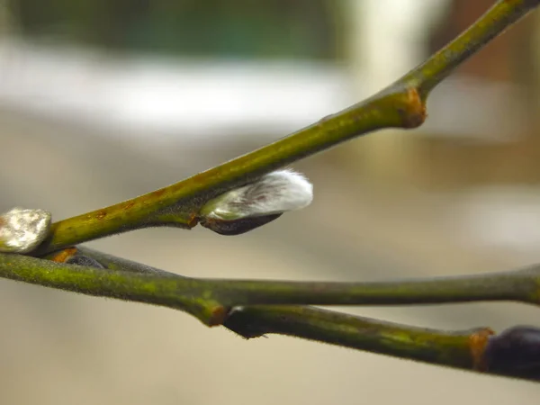 Ramos Salgueiro Com Botões Início Primavera Grande — Fotografia de Stock