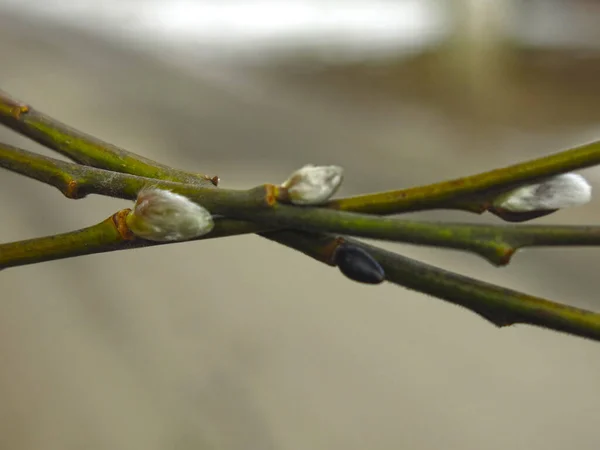 Weidenzweige Mit Knospen Zeitigen Frühjahr Groß — Stockfoto