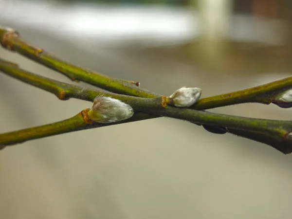 Ramos Salgueiro Com Botões Início Primavera Grande — Fotografia de Stock