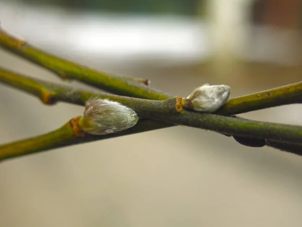 Ramos Salgueiro Com Botões Início Primavera Grande — Fotografia de Stock