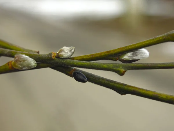 Gałęzie Wierzby Pączkami Wczesną Wiosną Duże — Zdjęcie stockowe