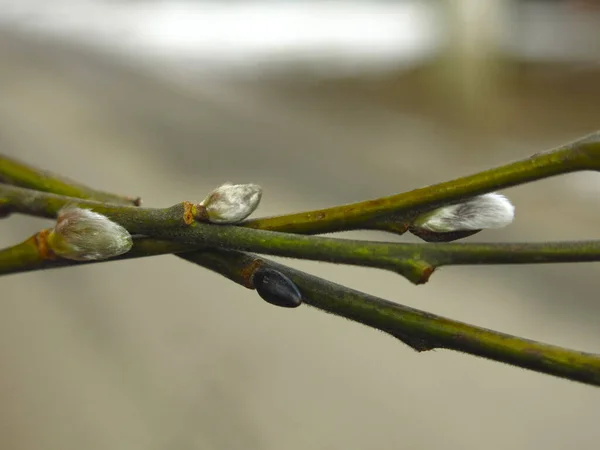Gałęzie Wierzby Pączkami Wczesną Wiosną Duże — Zdjęcie stockowe