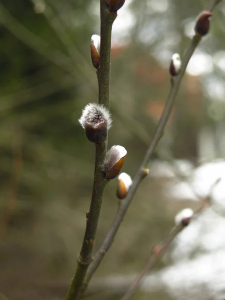 Lkbaharda Söğüt Filizleri Kabarık Bir Bud Ile Çiçek Açar — Stok fotoğraf