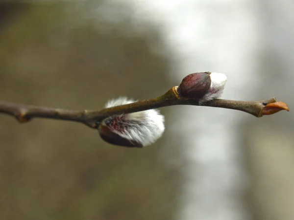 Lkbaharda Söğüt Filizleri Kabarık Bir Bud Ile Çiçek Açar — Stok fotoğraf