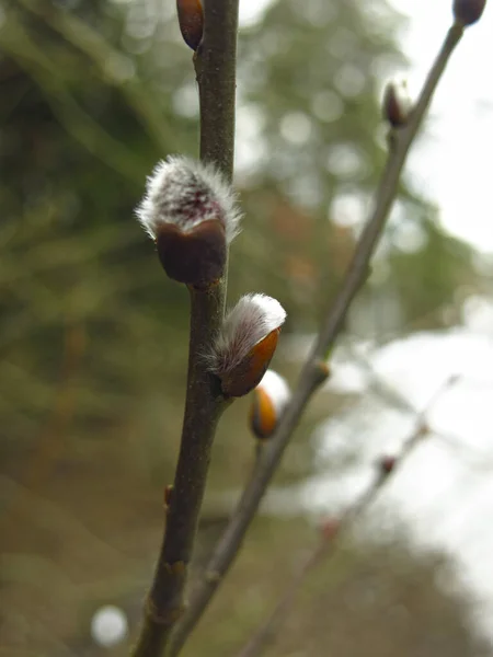 Lkbaharda Söğüt Filizleri Kabarık Bir Bud Ile Çiçek Açar — Stok fotoğraf