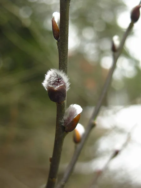 Zweige Von Weidenblüten Frühling Mit Einer Flauschigen Knospe — Stockfoto