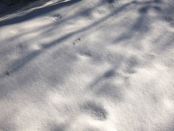 Sneeuw Verzilverd Dagen Onder Zonnestralen — Stockfoto