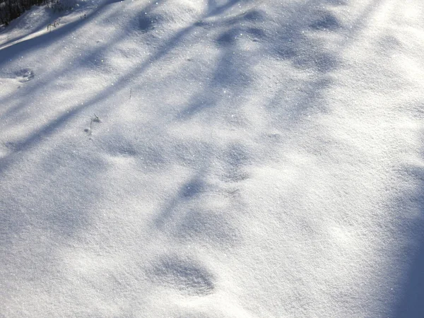 Sníh Stříbřitý Den Pod Slunečními Paprsky — Stock fotografie