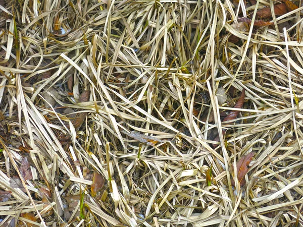 Textur Von Trockenem Lang Welkem Gras — Stockfoto