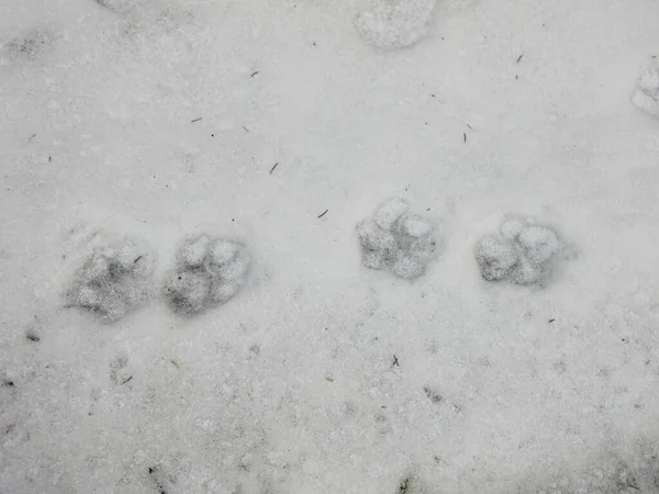 large dog footprints in the snow
