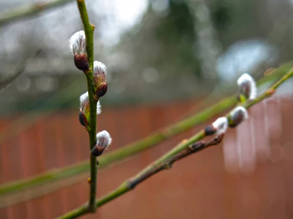 Willow Branches Buds Spring — Stock Photo, Image