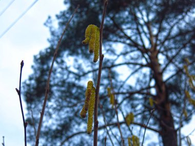 Uzun kızılağaç Catkins bir dala asılı.