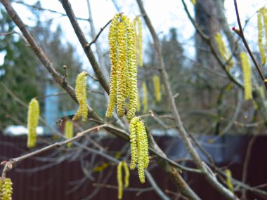 Uzun kızılağaç Catkins bir dala asılı.