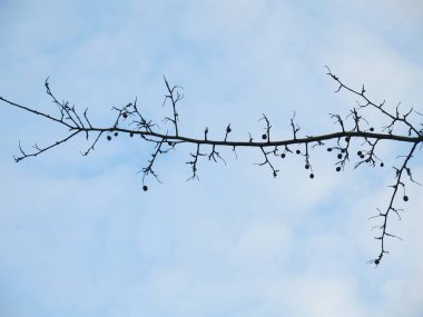 Mavi gökyüzüne karşı koni ve iğnelerle tarla dalları
