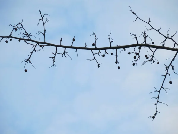 Lärchenzweig Mit Zapfen Und Nadeln Gegen Den Blauen Himmel — Stockfoto