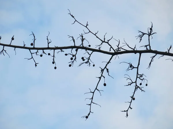 Larch Branch Cones Needles Blue Sky — Stock Photo, Image