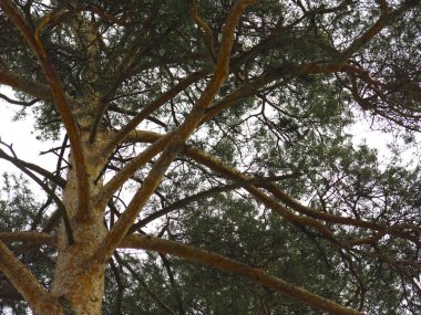 Bahar gökyüzünün arka planında kabarık çam ağaçları, gövdeler ve dallar.