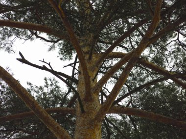 Bahar gökyüzünün arka planında kabarık çam ağaçları, gövdeler ve dallar.