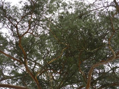 Bahar gökyüzünün arka planında kabarık çam ağaçları, gövdeler ve dallar.