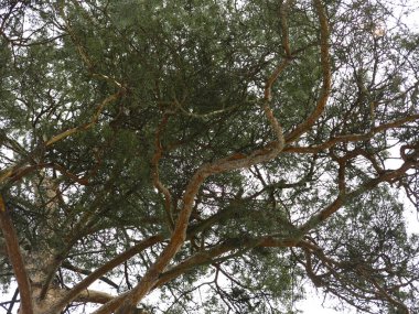 Bahar gökyüzünün arka planında kabarık çam ağaçları, gövdeler ve dallar.