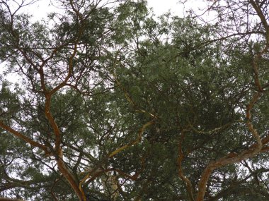 Bahar gökyüzünün arka planında kabarık çam ağaçları, gövdeler ve dallar.