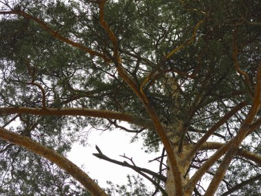 Bahar gökyüzünün arka planında kabarık çam ağaçları, gövdeler ve dallar.