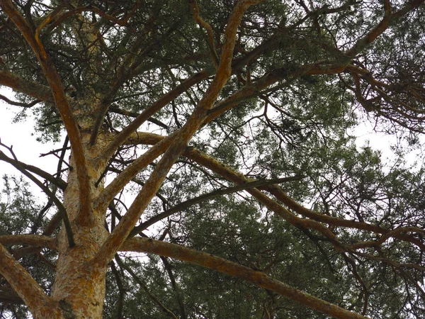 Bahar gökyüzünün arka planında kabarık çam ağaçları, gövdeler ve dallar.