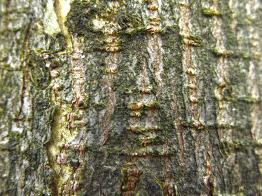 Canlı büyüyen bir huş ağacının kabuğu.