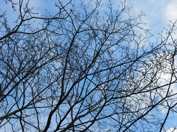 Branches Épaisses Arbres Contre Ciel Bleu Vif — Photo