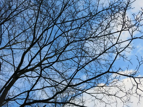 Ramos Grossos Árvores Contra Céu Azul Brilhante — Fotografia de Stock