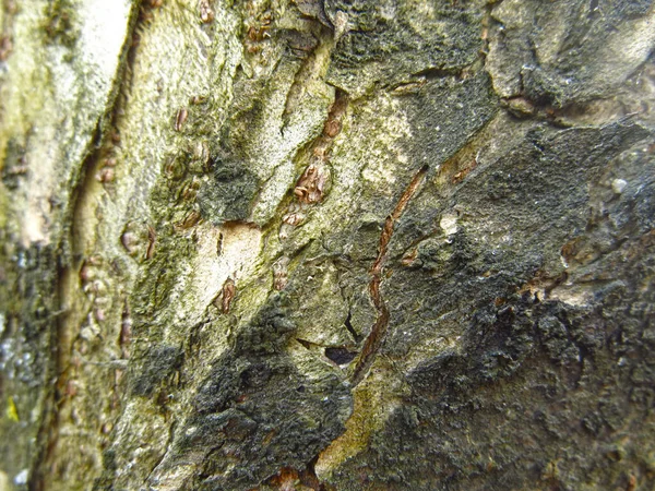 Rough Bark Live Growing Birch Tree — Stock Photo, Image
