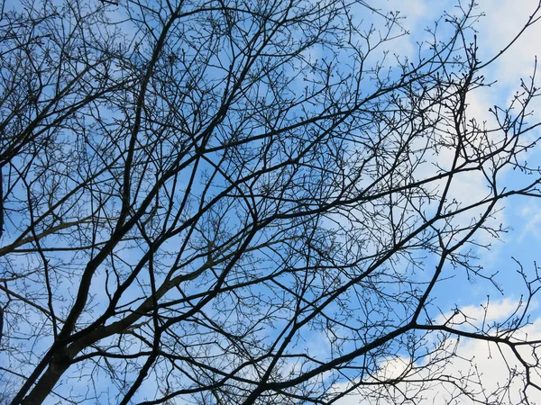 Ramos Grossos Árvores Contra Céu Azul Brilhante — Fotografia de Stock