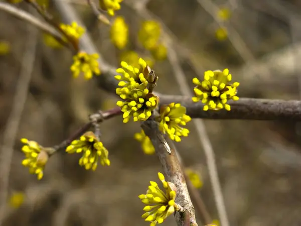 Krzew Małymi Żółtymi Kwiatami Wczesną Wiosną — Zdjęcie stockowe