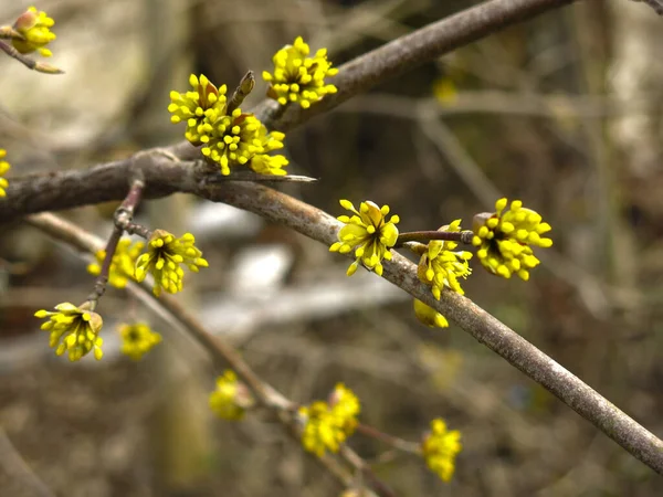 Arbusto Com Pequenas Flores Amarelas Início Primavera — Fotografia de Stock