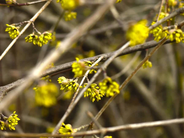 Shrub Small Yellow Flowers Early Spring Stock Image