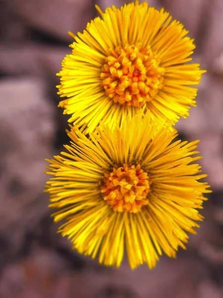 Dois Amarelo Redondo Tussilago Coltsfoot Flores Foalfoot — Fotografia de Stock