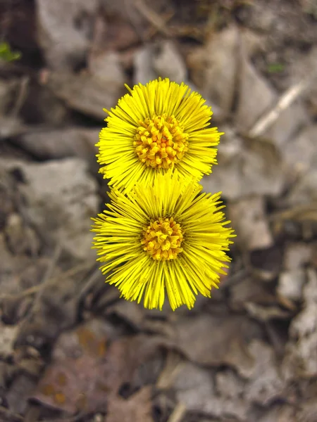 Dwa Żółte Okrągłe Tussilago Coltsfoot Kwiaty Źrebiąt — Zdjęcie stockowe