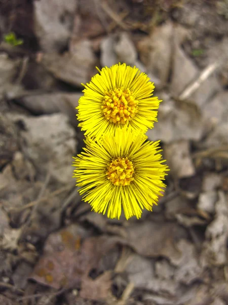 Iki Sarı Yuvarlak Tussilago Coltsfoot Tayt Çiçeği — Stok fotoğraf