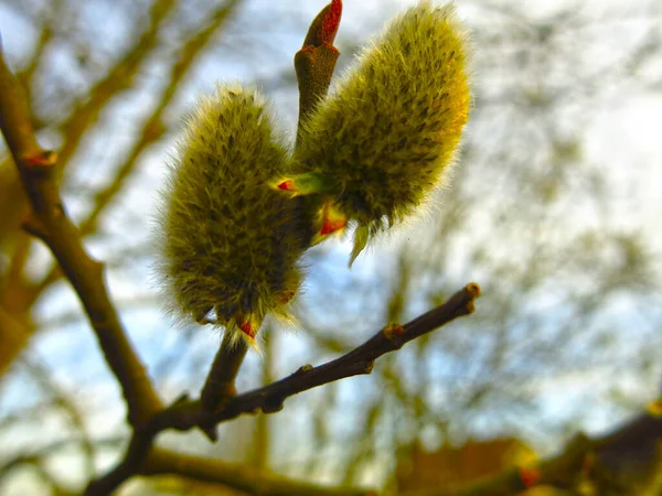 Swollen Willow Buds Spring Branches — Stock Photo, Image