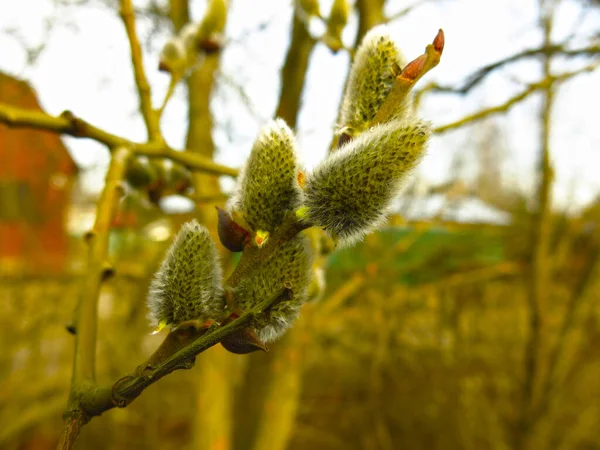 Botões Salgueiro Inchados Primavera Nos Ramos — Fotografia de Stock